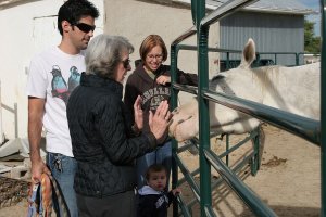 Feeding the Horses.jpg