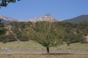 View from Camper Window - Collegiate Peaks