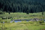Beaver ponds along Texas Creek