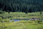 Beaver pond along Texas Creek
